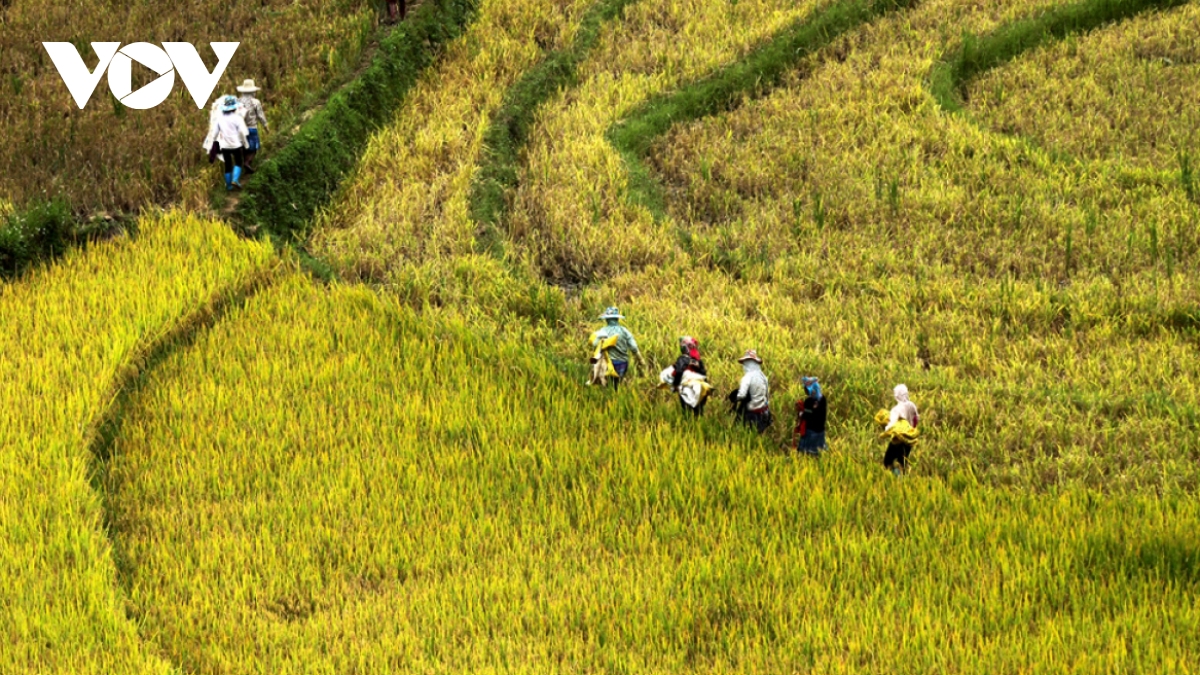 Rice harvest season begins in Ta Leng town